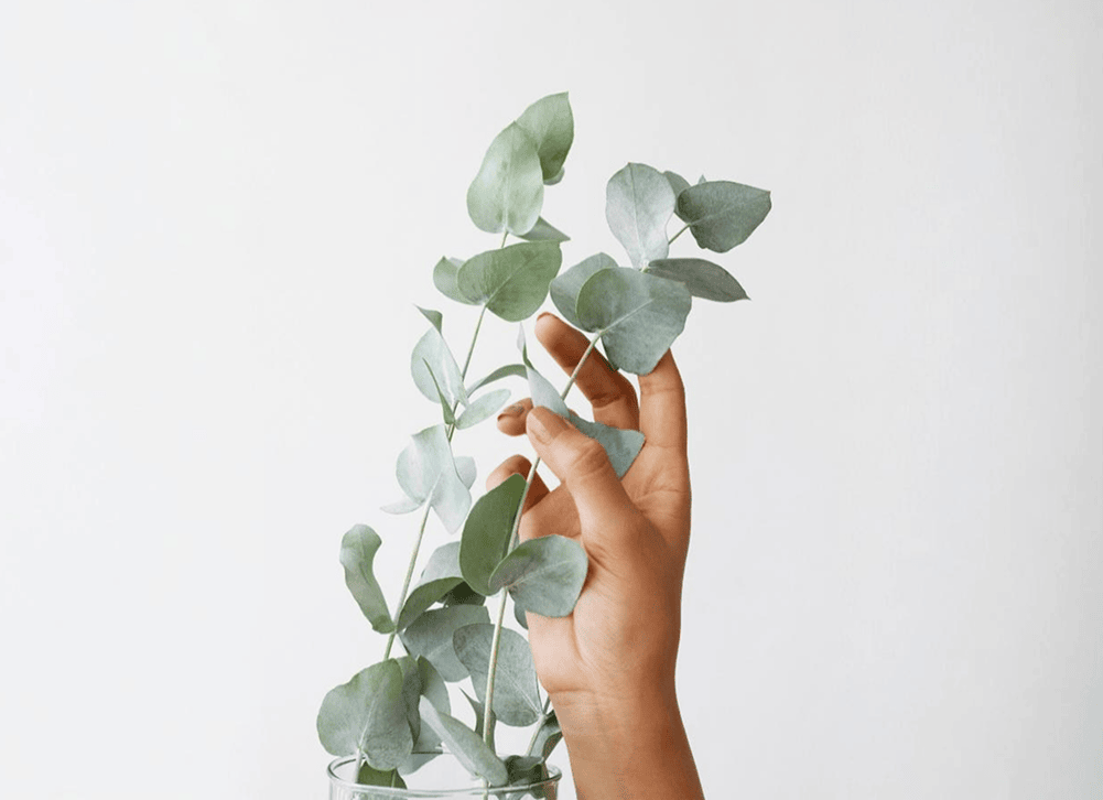 Hand holding plant